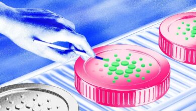 3 Señales de que Cardano (ADA) Podría Prepararse para un Estallido a $0.48: Descubre Más - Cripto Boom