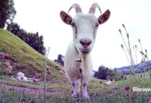 GOAT ya no es la mayor participación de Truth Terminal: Descubre qué cambió ahora - Cripto Boom
