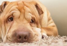 ¡Descubre el Impactante Rug Pull de Sharpei en Solana: Memecoin se Desploma un 96% en Segundos! - Cripto Boom