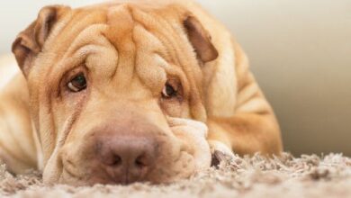 ¡Descubre el Impactante Rug Pull de Sharpei en Solana: Memecoin se Desploma un 96% en Segundos! - Cripto Boom