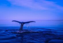 ¡Increíble! Ballena Cripto Convierte $150K en $6.44M en Solo Dos Meses - Cripto Boom