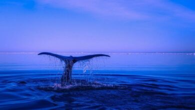¡Increíble! Ballena Cripto Convierte $150K en $6.44M en Solo Dos Meses - Cripto Boom