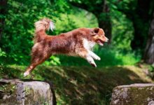 ¡Dogwifhat (WIF) lucha por recuperar los $3 en medio del resurgir de las criptomonedas meme! - Cripto Boom