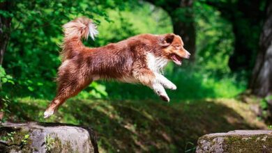 ¡Dogwifhat (WIF) lucha por recuperar los $3 en medio del resurgir de las criptomonedas meme! - Cripto Boom