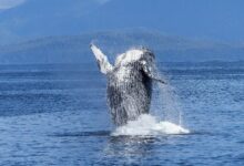 El Número de Ballenas de Bitcoin Aumenta al Nivel Más Alto Desde Enero 2021: ¡Descubre Por Qué! - Cripto Boom