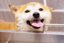 ¿Shiba Inu Duplicará su Valor? Analista Predice Aumento del 200% en el Precio – ¡Descubre los Detalles! - Cripto Boom