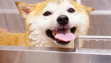 ¿Shiba Inu Duplicará su Valor? Analista Predice Aumento del 200% en el Precio – ¡Descubre los Detalles! - Cripto Boom