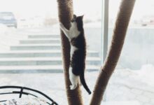 Popcat alcanza máximos históricos mientras los meme coins se disparan: ¡Descubre el auge! - Cripto Boom