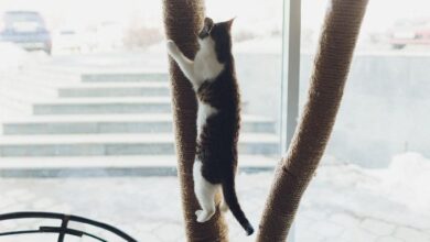 Popcat alcanza máximos históricos mientras los meme coins se disparan: ¡Descubre el auge! - Cripto Boom