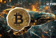 1.97 Millones de BTC en Manos de Nuevas Ballenas de Bitcoin: Descubre los Detalles - Cripto Boom