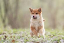 Shiba Inu (SHIB) listo para su recuperación: el auge de Shibarium impulsa la actividad tras meses de parón ¡Descúbrelo! - Cripto Boom