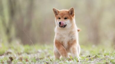 Shiba Inu (SHIB) listo para su recuperación: el auge de Shibarium impulsa la actividad tras meses de parón ¡Descúbrelo! - Cripto Boom