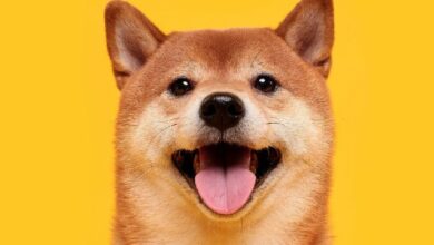 ¡Dogecoin Vuelve a Subir Tras Mención de Musk en Ayuntamiento de Pensilvania! Descubre Más Ahora - Cripto Boom