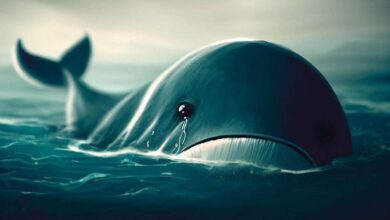 Ballena de Altcoins Masiva Se Rinde: ¡Descubre el Altcoin Vendido! - Cripto Boom