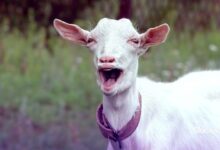 Proclamando el evangelio de Goatse: Descubre la cronología completa - Cripto Boom