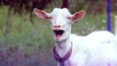 Proclamando el evangelio de Goatse: Descubre la cronología completa - Cripto Boom
