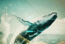 Nuevos Máximos en Número de Ballenas Bitcoin: ¡Descubre el Récord Desde Enero 2021! - Cripto Boom