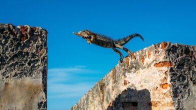 ¡XRP Salta un 17%! Supera al Resto del Mercado Mientras el Rally se Enfría; ¿Crees que el Objetivo de $120K para Bitcoin Sigue en Juego? - Cripto Boom