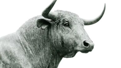 ¡Bitcoin Alcanza Nuevo Récord Sobre $73.8K, DOGE Aumenta un 17%! Descubre Cómo las Probabilidades de Trump en Polymarket Suben al 80% - Cripto Boom