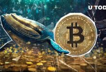 Nuevo Colosal Ballena de Bitcoin Nace con Transferencia de 3,073 BTC: Descubre los Detalles - Cripto Boom