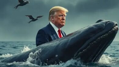 ¿Cuánto Ganarán las Grandes Ballenas que Invirtieron Millones en la Victoria de Donald Trump? ¡Descubre sus Beneficios Asombrosos! - Cripto Boom